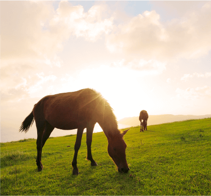 乾燥型敏感肌ケア